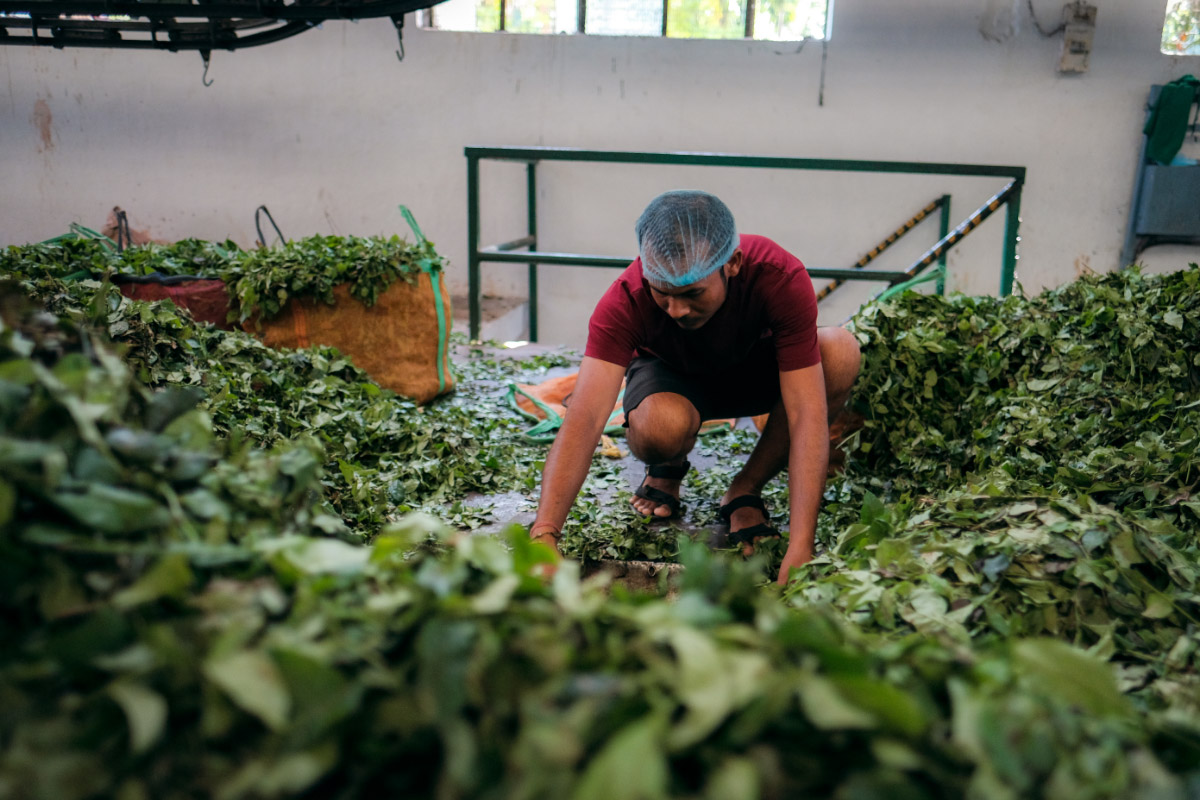 tea-manufacturing-New-Jalpaiguri-01